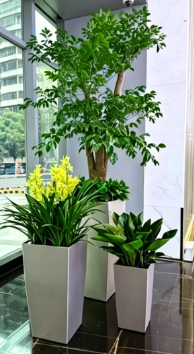 余姚绿色植物租赁价格-杭州湾绿植租摆交易平台-鄞州花木租赁-余姚花卉租摆图片